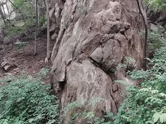 -大岭沟猕猴桃谷风景区