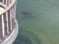 -广东惠东海龟国家级自然保护区