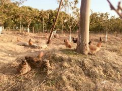 -呼吸森林·生态农庄农家乐私房菜