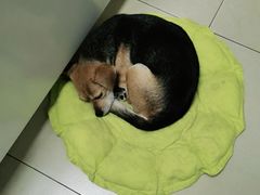 -宠福鑫康馨动物医院·骨科·眼科
