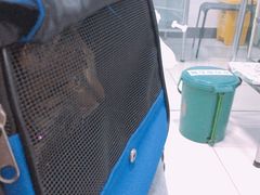 -艾吉宠物医院·疑难杂症转诊中心·猫友好(碧江路院)