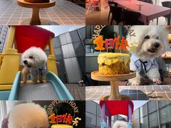 -百好乐宠物友好餐厅(朝外大街店)