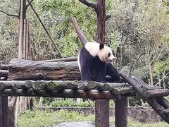 -都江堰中华大熊猫苑