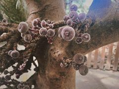 -呀路古热带植物园
