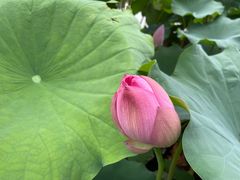 -陈家山荷花公园