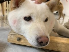 -柴犬小屋·柴餐厅·狗咖食堂(金鼎广场店)