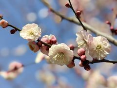 -花开海上生态园