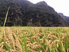 -楠溪江石桅岩