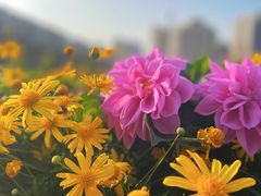 -中国科学院华南植物园