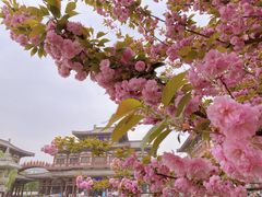 -西安乐游原