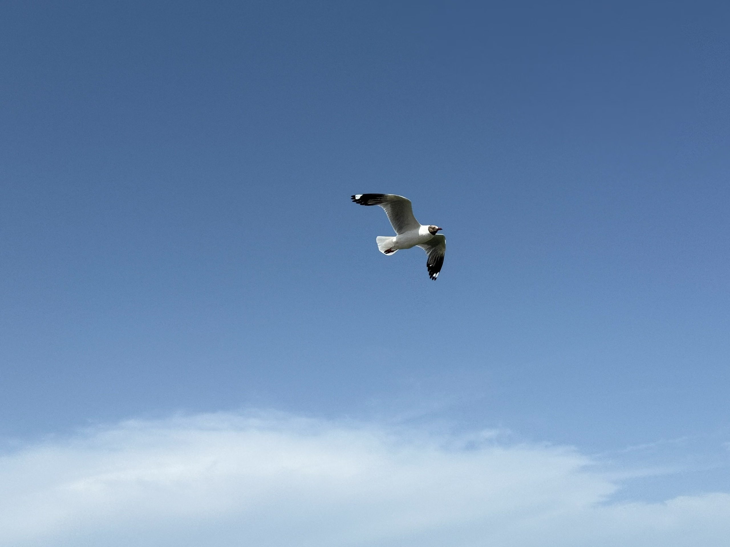 城市向导官青海湖南山观景台绝对是俯瞰青