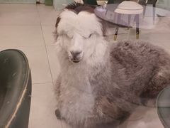 -安格丽娜·狗咖·猫咖羊驼咖(春熙路百盛商场店)