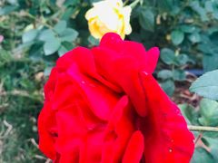 -武汉紫薇都市田园