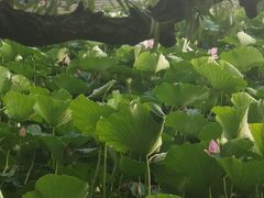 -长春市南湖公园