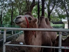 -长白岛森林公园