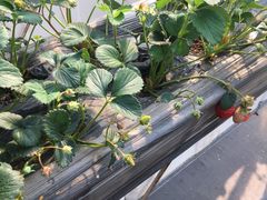 -甜心庄园·甜心草莓采摘园(西青中北店)