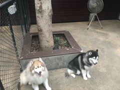 -TrueLove @ Neverland (Husky Cafe)