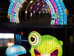 -锦江乐园舞狸花花游园会(夜场专享)