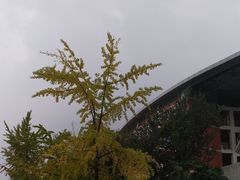 -四川大学(望江校区)