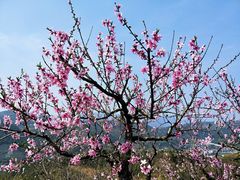 -桑洲油菜花景区