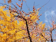 -三里屯东五街银杏大道