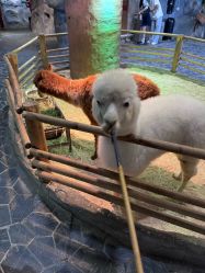 -Zoolung Zoolung动物主题公园(海信广场店)