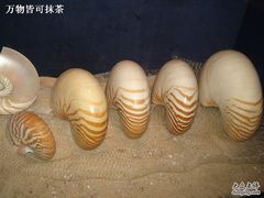 -亚龙湾中心广场·贝壳馆