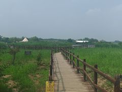 -西青郊野公园