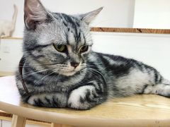 -李小姐の猫咖啡馆(五角场店)