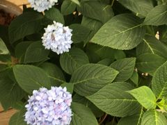 -荷兰花海