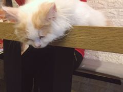-平行世界·猫咖(首经贸店)