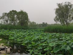 -大兴滨河森林公园