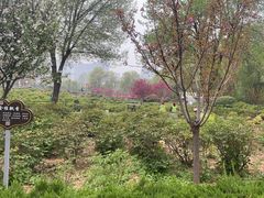-洛阳市隋唐城遗址植物园