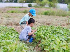 -前小桔亲子创意农场·草莓采摘·露营烧烤