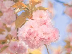 -Husky Go! 哈士奇体验馆·宠物咖啡厅狗咖