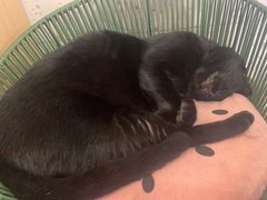 -喵园·猫主题咖啡厅·撸猫·猫咖(国贸店)