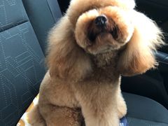 -爱诺耐芙动物医院(万博店)