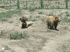 -新疆天山野生动物园