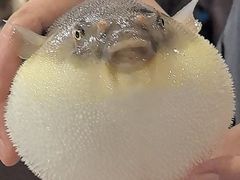 -肆月河豚·新淮扬(金融街店)