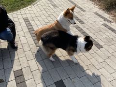 -PETKIT小佩宠物(古北店)