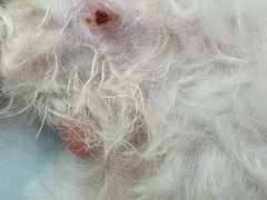 -PETKIT小佩宠物(古北店)