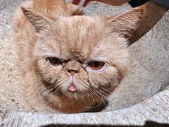 -more than meow吴止猫主题餐厅(承德 中船汇店)