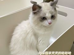 -lincat·猫舍(广州店)