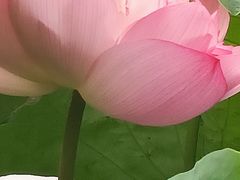 -陈家山荷花公园