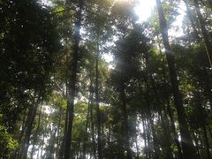 -凤栖山