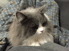 -Bastet sally猫舍购宠(静安店)