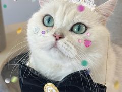 -帕帕拉兹宠物(亚洲旗舰店)