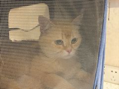-宠爱国际动物医院·消化内科·心肾内科·ISFM猫友好(望京店)