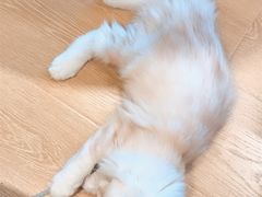 -猫腻·猫咖·撸猫馆(星光大道店)