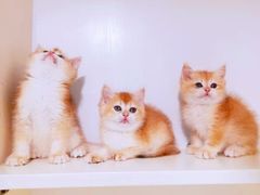 -十年猫舍·猫咪专门店(普陀店)